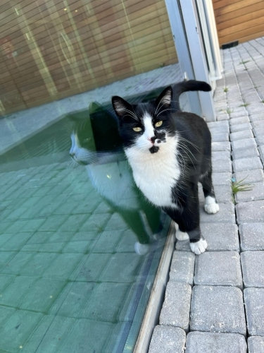 ÇARŞI YUVA ARIYOR fotoğraf