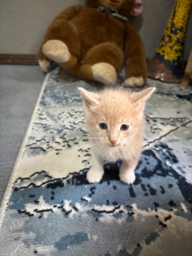 Oyuncu ve Çılgın Kont fotoğraf