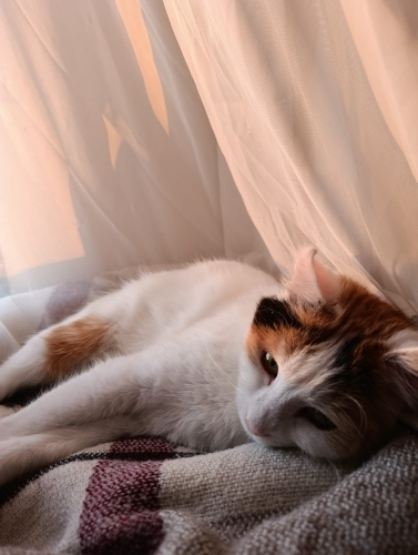 Kıvrık Kulaklı Moshi'me Yuva Olun fotoğraf