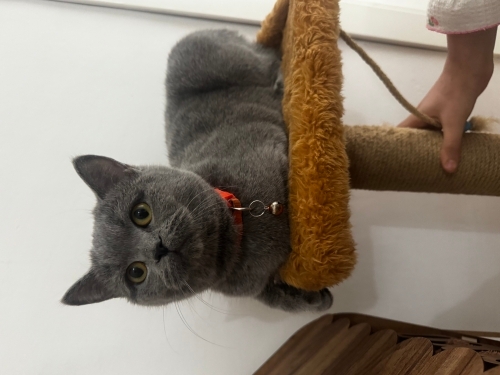 Acil Güzel Yuva Arıyoruz 🐾 fotoğraf