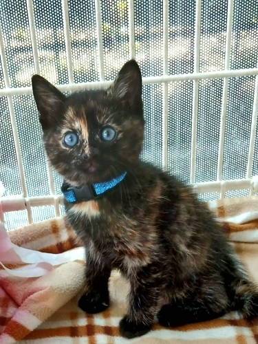 Tortoisse shell prenses yuva arıyor fotoğraf