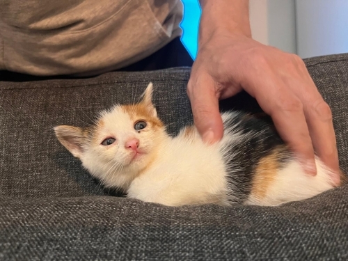 1.5 aylık ömürlük yuva arıyoruz fotoğraf