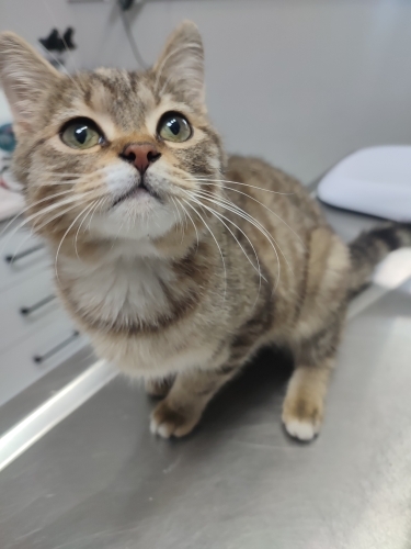 British Yavru Kedi fotoğraf