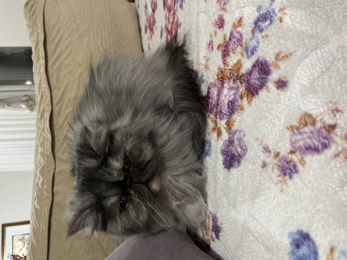 Mia için yuva arıyorum fotoğraf