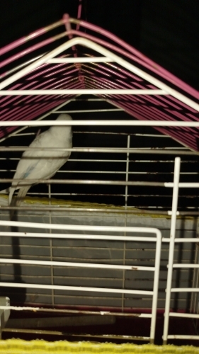 Cana yakın muhabbet kuşu fotoğraf