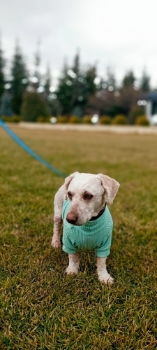 Sokağa terkedilmiş poodle kaniş - terrier kırması fotoğraf