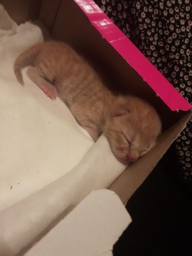 Mümkünse süt anne arıyoruz yoksa ilgili bakacak birisi lütfen fotoğraf