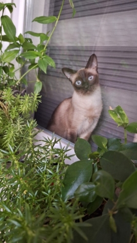 Ücretsiz sahiplendirme fotoğraf