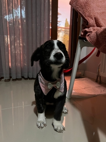 Maya Yuva Arıyor fotoğraf