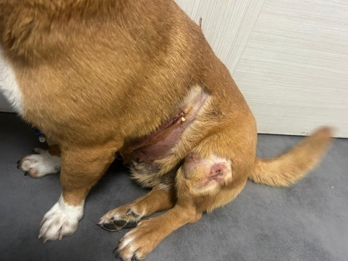 ACİİLL..!! BOXER MELEZİ..!! TUVALET EĞİTİMLİ..!! KISIR..!! fotoğraf