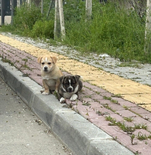 2.5 AYLIK BORDER COLLİE MELEZLERİ fotoğraf