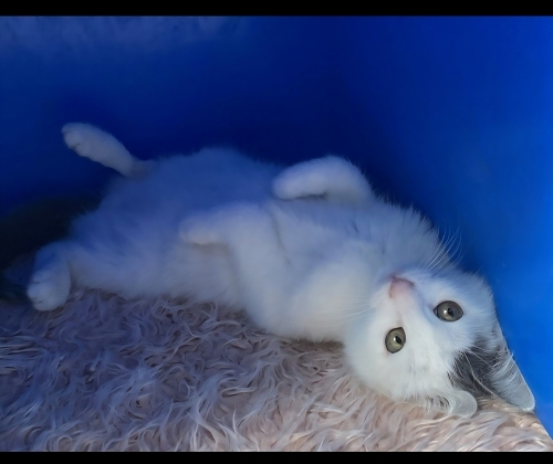 Acil yuva aranıyor fotoğraf