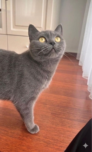 YAKLAŞIK 5-6 AYLIK BRİTİSH SORTHAİR..!! fotoğraf