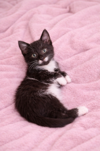 Ücretsiz sahiplenme pofidik tuğlu smokin yavru fotoğraf