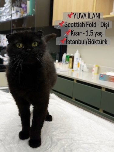 Blake 😻 Ömürlük yuva arıyor fotoğraf