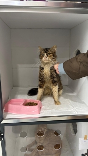 Bir evin tek kedisi olacak yuva ariyoruz! fotoğraf