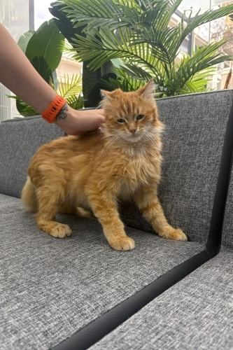 ASLAN YUVA ARIYOR fotoğraf