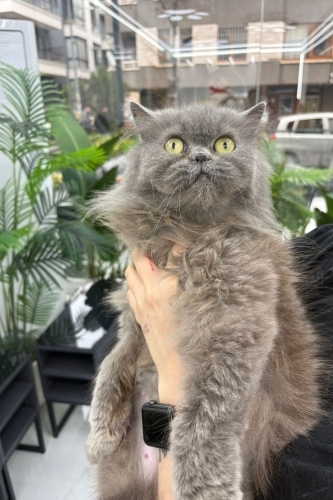 ELENİE YUVA ARIYOR fotoğraf