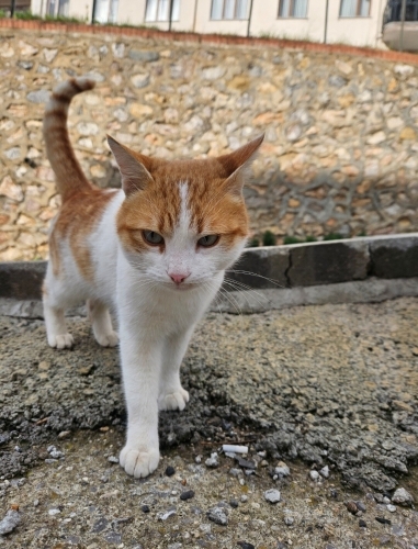 Tel:0545 806 86 49 ÜCRETSİZ mavi gözlü kedoş fotoğraf