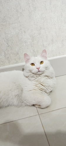 British chinchila karışımı kedimiz fotoğraf