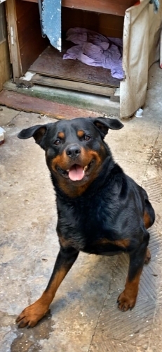 Çok seveceksiniz onu fotoğraf