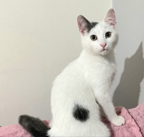 Acil yuva aranıyor fotoğraf