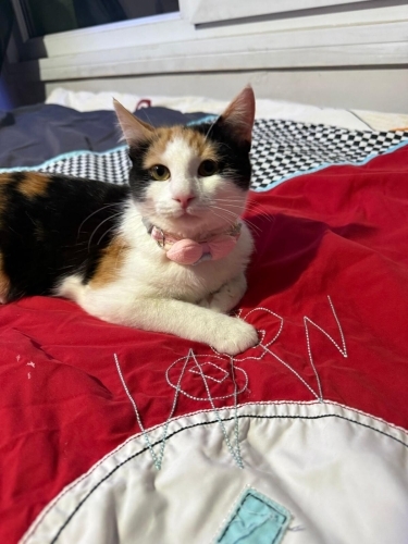 Kısır ve tüm aşıları yapılı Şeker kızıma acil yuva fotoğraf