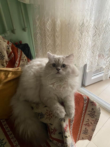 Pirinç ömürlük yuvasını arıyor fotoğraf