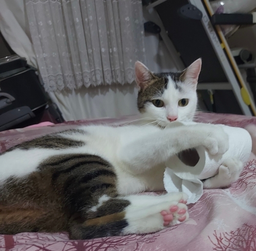 MİNNAK ACİL YUVA ARIYOR fotoğraf