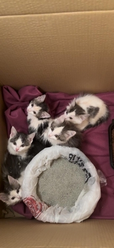 Yavru kedi yuva arıyor fotoğraf