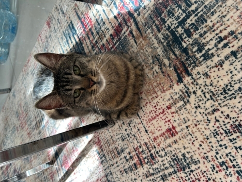 Sokağa atılan güzel kuzuma yuva fotoğraf