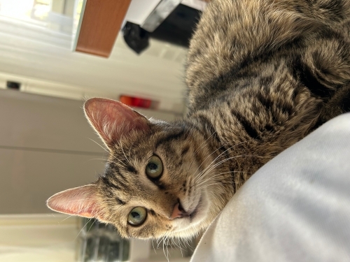 Korumaya aldığım yavru için yuva fotoğraf