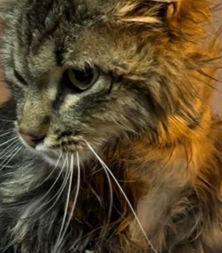 SAVAŞ KURTARICI MELEĞİNİ ARIYOR fotoğraf