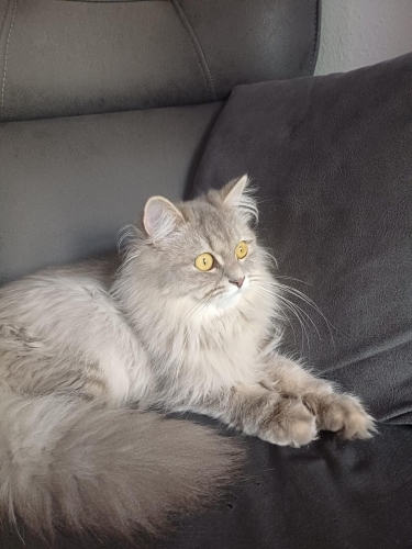 Çok akıllı bır yavru güvenilir bır yuva arıyorum fotoğraf