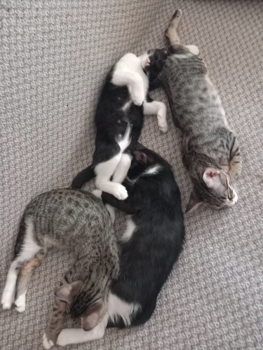 Tuvalet eğitimli fotoğraf