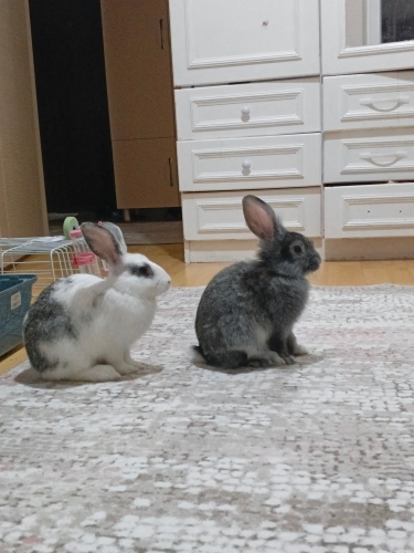 Acil yuva aranıyor fotoğraf