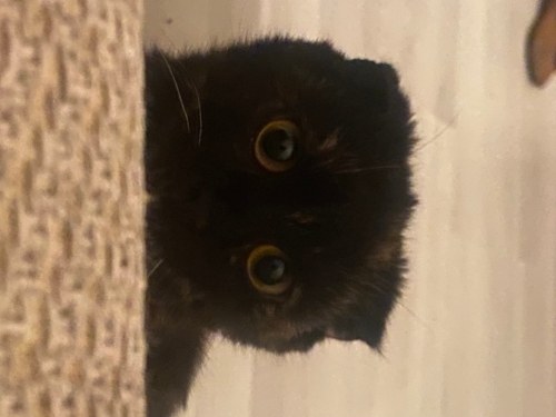 Scottish Fold Yavruya Yuva fotoğraf