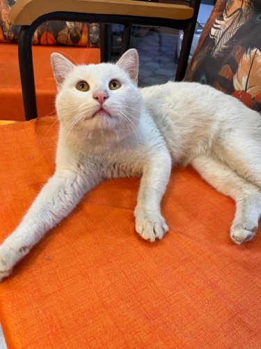 ACİL ANKARA YUVA fotoğraf