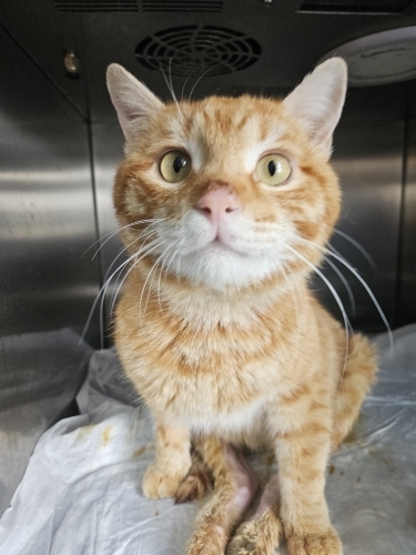 Engelli canlara öncelik fotoğraf