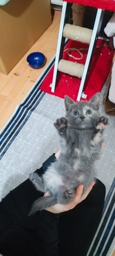 Yeniden yuva aranıyor fotoğraf