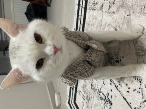 Evcil konuşkan can dostu fotoğraf