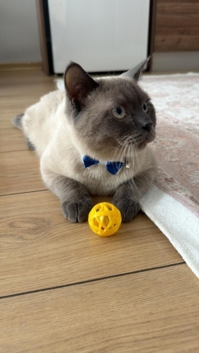 Ücretsiz sahiplendirme fotoğraf