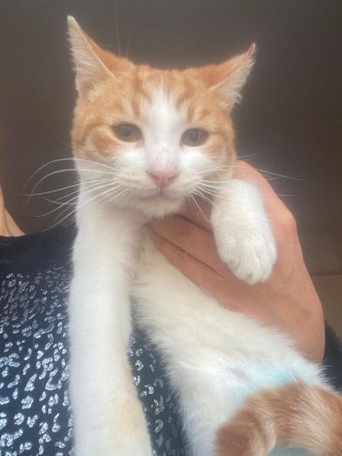 Bu Bal kızı alan yaşadı fotoğraf