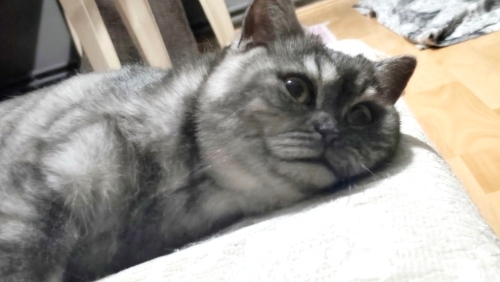 9 aylık,kısır,oyuncu Merlin'e yuva fotoğraf