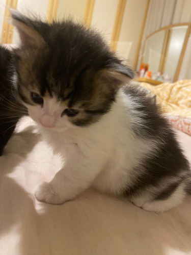 4 yavruya ömürlük yuva arıyorum. fotoğraf