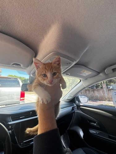 annesiz kardeşsiz yavru kedi fotoğraf