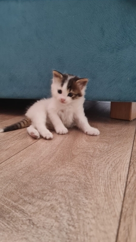 ACİL! BU KÜÇÜK KIZA AİLESİ ARANIYOR fotoğraf