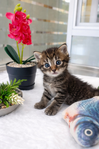 Ücretsiz sahiplenme yavru kardeşler fotoğraf