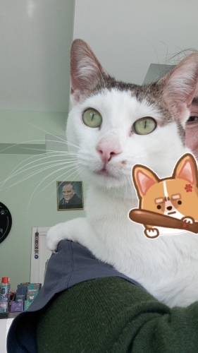 Pamuk sevgi böceği erkek kedi olmasına rağmen fotoğraf