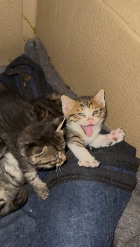 Oyuncu yavru kedi fotoğraf